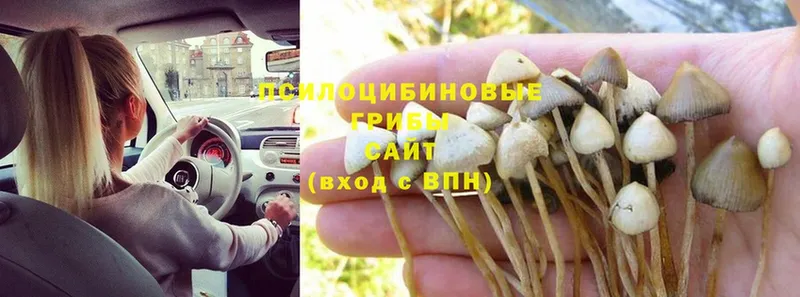 Псилоцибиновые грибы Psilocybe  Болотное 